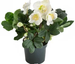 Christrose 'Christmas Carol'