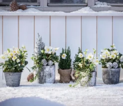 Christrose 'Christmas Carol'