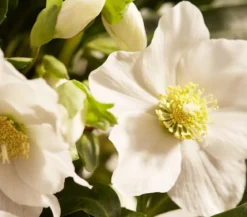 Christrose 'HGC Joel'