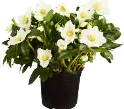 Christrose 'HGC Joel'