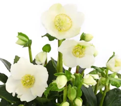 Christrose 'HGC® Wintergold®'