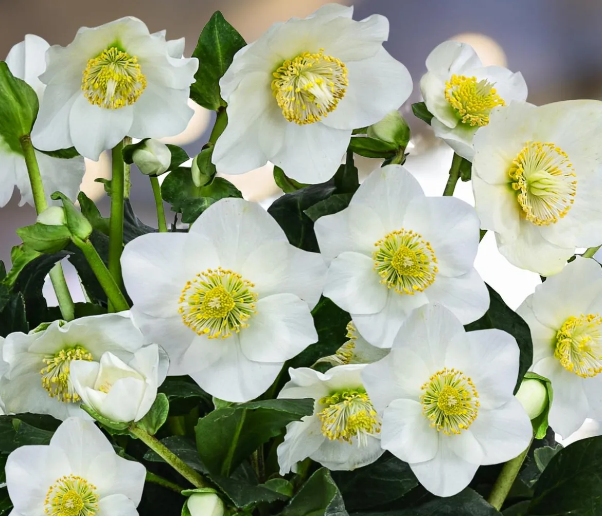 Christrose im Zinktopf