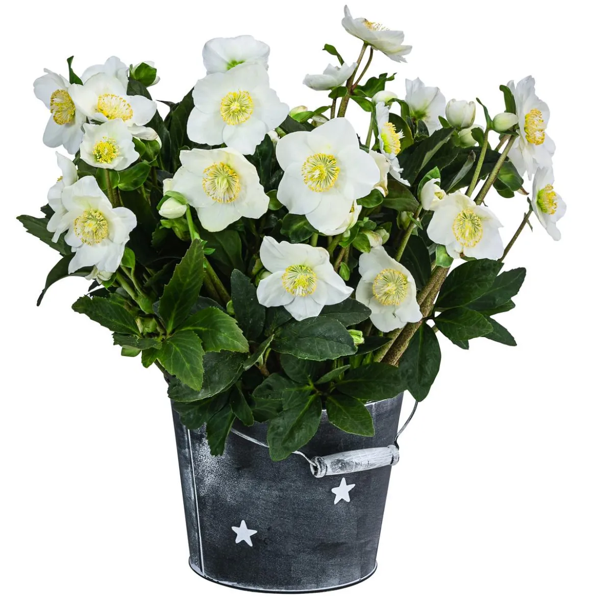 Christrose im Zinktopf