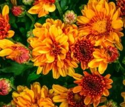 Chrysantheme 'Baria'