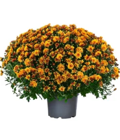 Chrysantheme 'Baria'