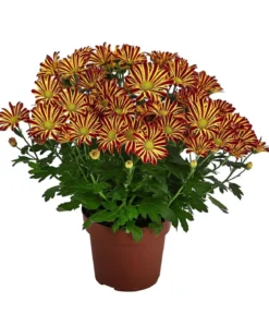 Chrysantheme 'Circus'