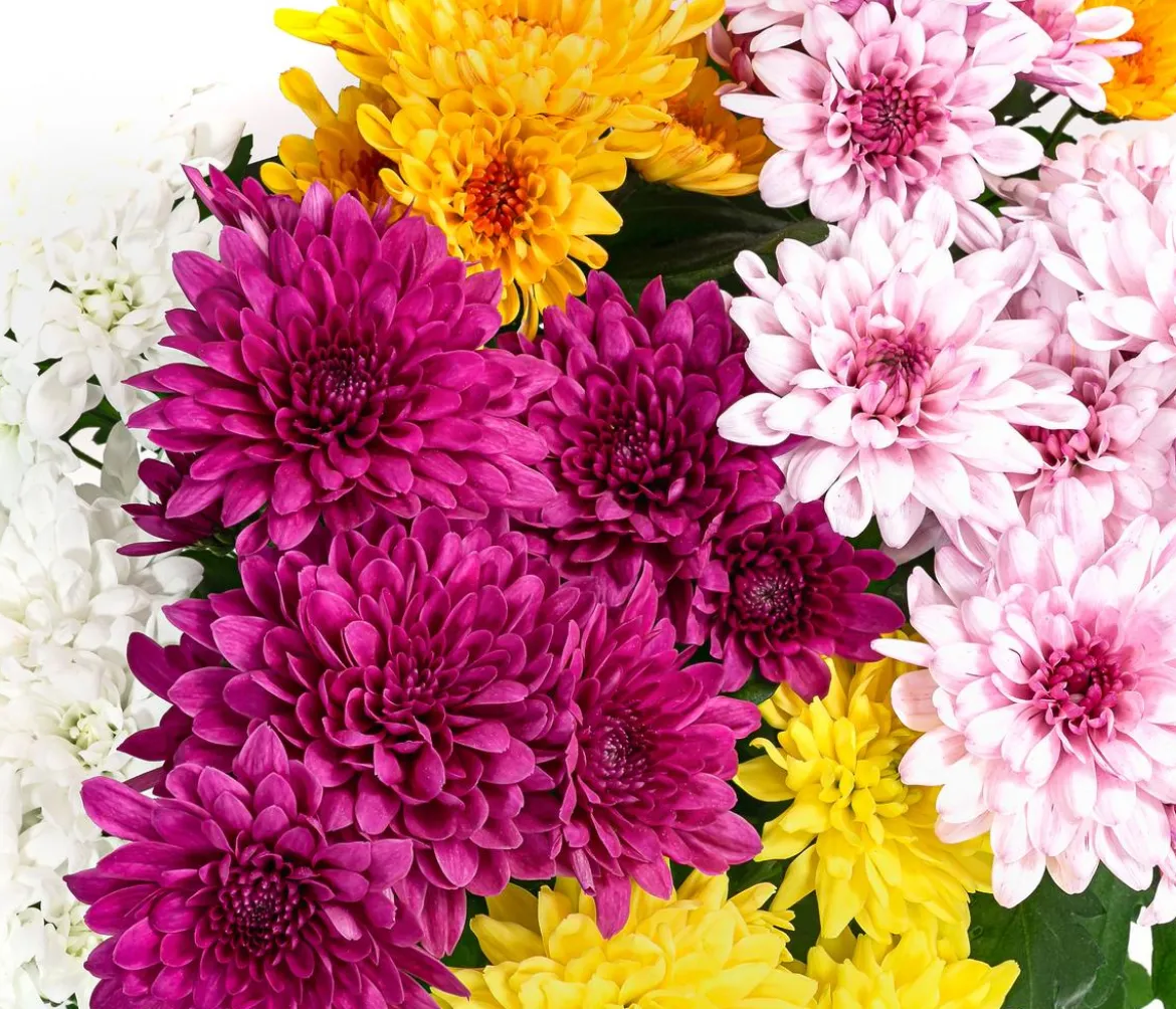 Chrysantheme 'Fifty'