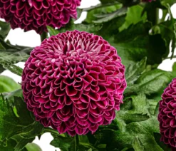 Chrysantheme 'Flowerpops', verschiedene Farben
