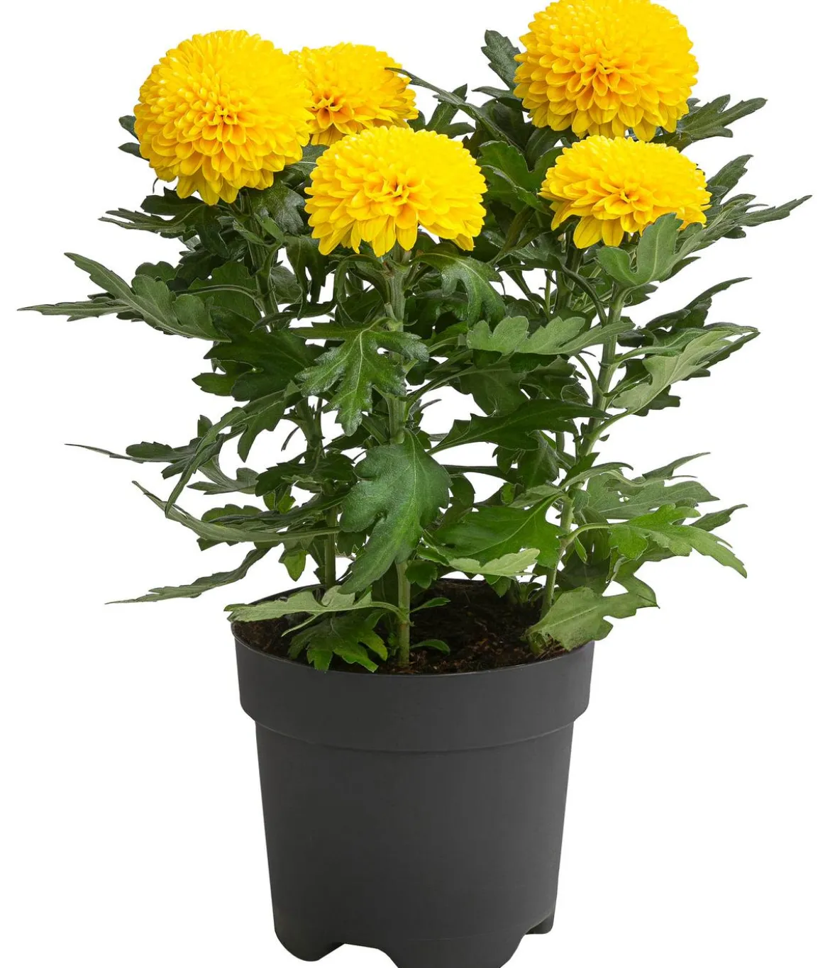 Chrysantheme 'Flowerpops', verschiedene Farben