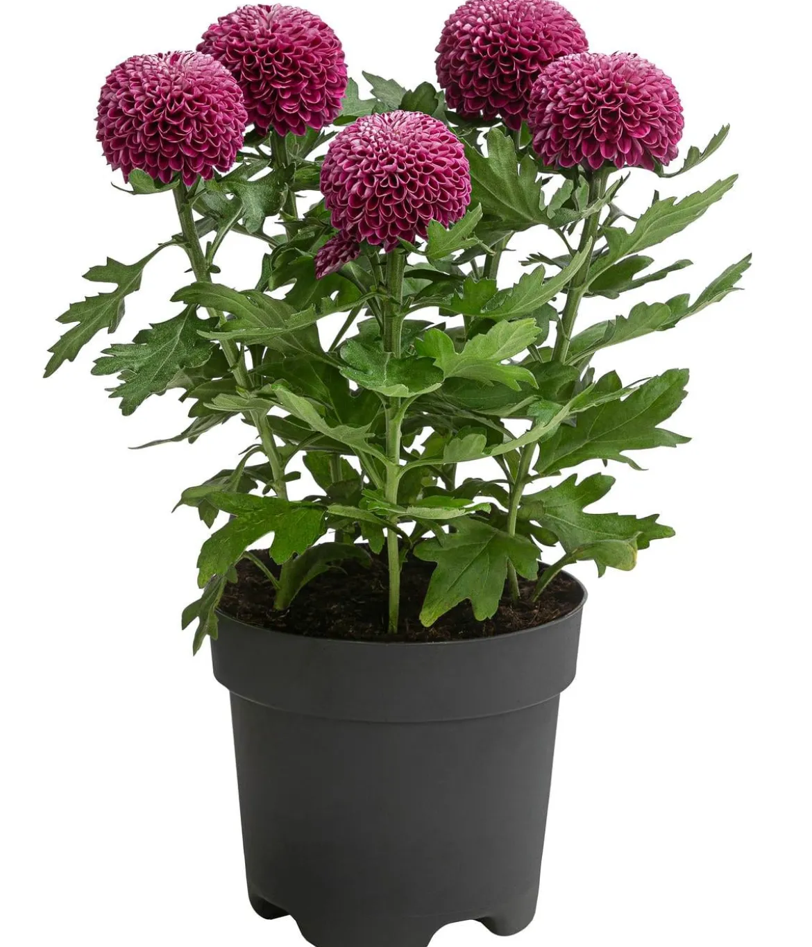 Chrysantheme 'Flowerpops', verschiedene Farben