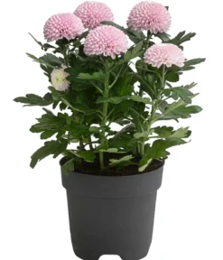 Chrysantheme 'Flowerpops', verschiedene Farben