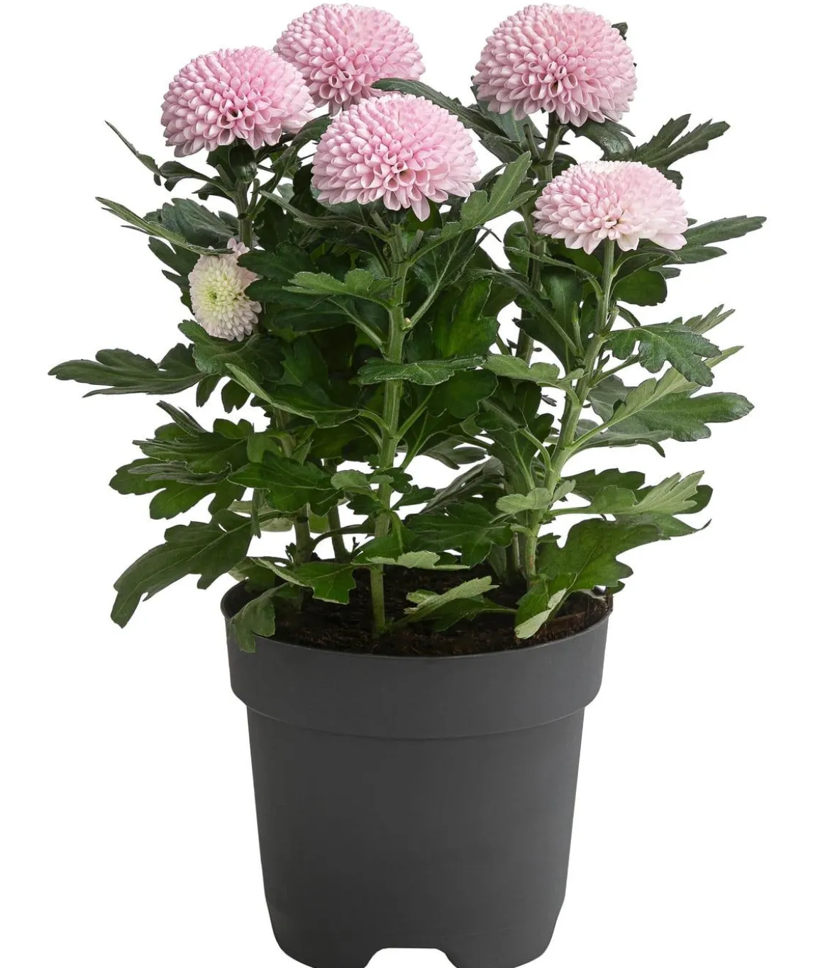 Chrysantheme 'Flowerpops', verschiedene Farben