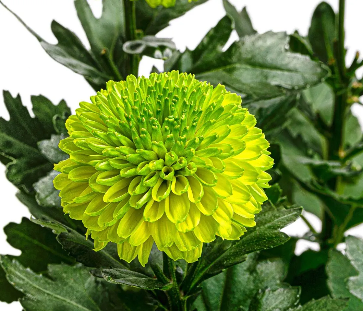 Chrysantheme 'Flowerpops', verschiedene Farben