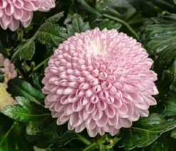 Chrysantheme 'Flowerpops', verschiedene Farben