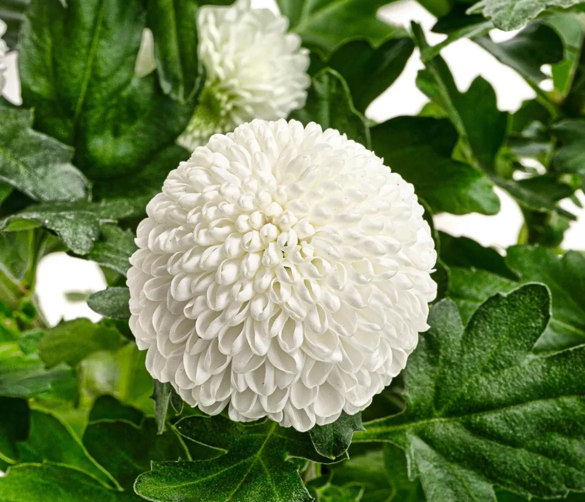 Chrysantheme 'Flowerpops', verschiedene Farben