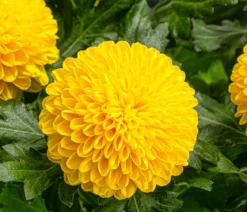 Chrysantheme 'Flowerpops', verschiedene Farben