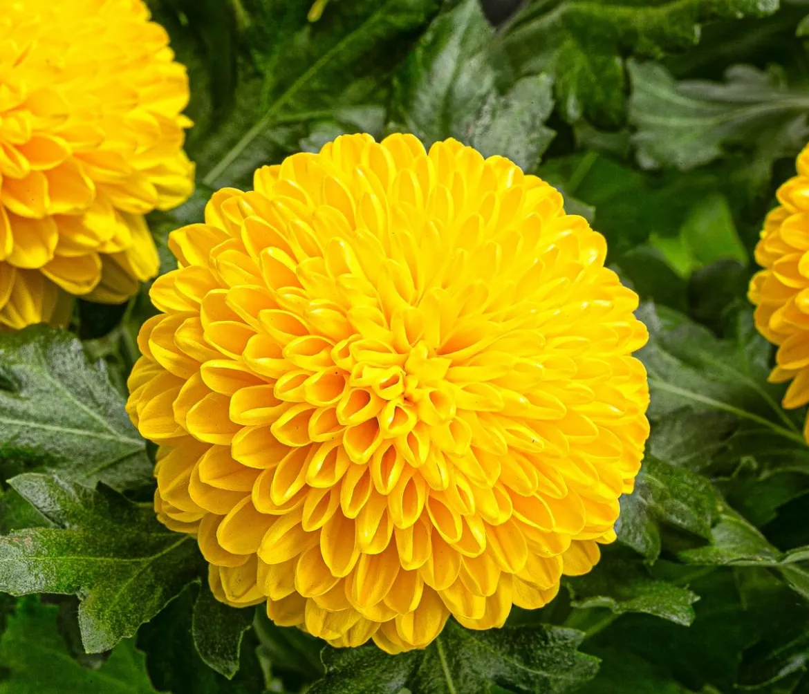 Chrysantheme 'Flowerpops', verschiedene Farben