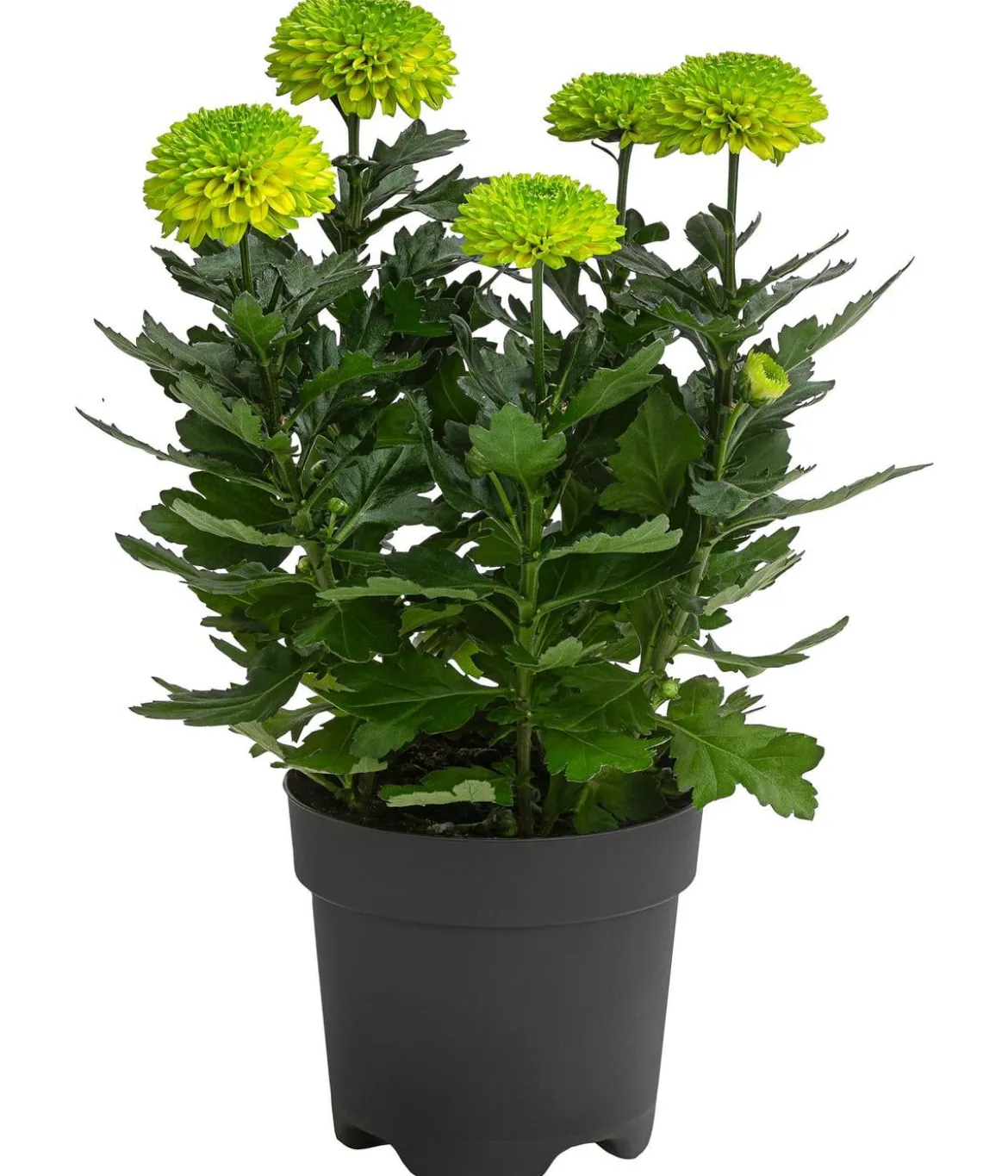 Chrysantheme 'Flowerpops', verschiedene Farben