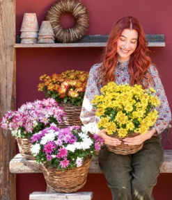 Chrysantheme 'Lake Worth'