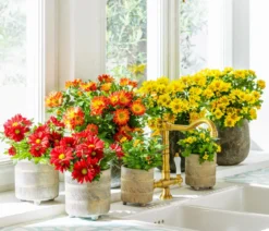 Chrysantheme 'Lake Worth'