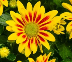 Chrysantheme 'Lake Worth'