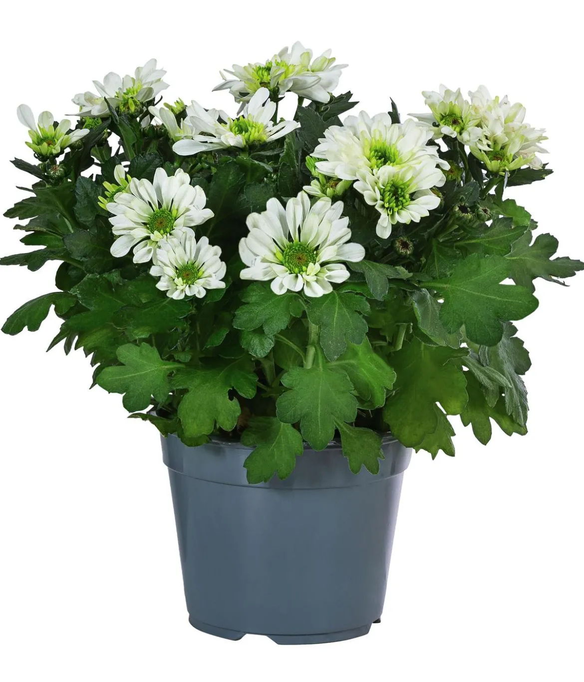 Chrysantheme 'Mount Nova Lime'