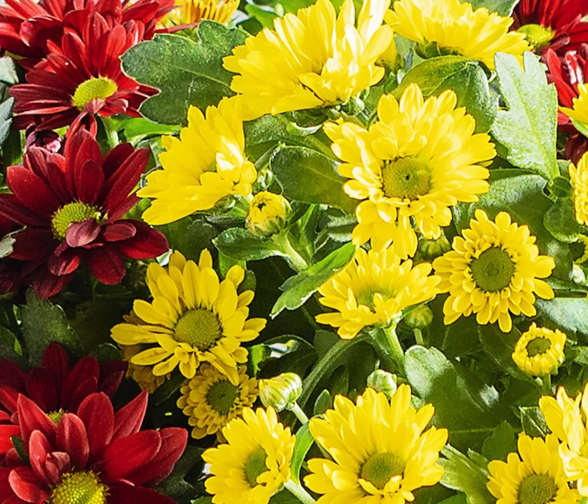 Chrysanthemen-Duo 'Swifty', Schale