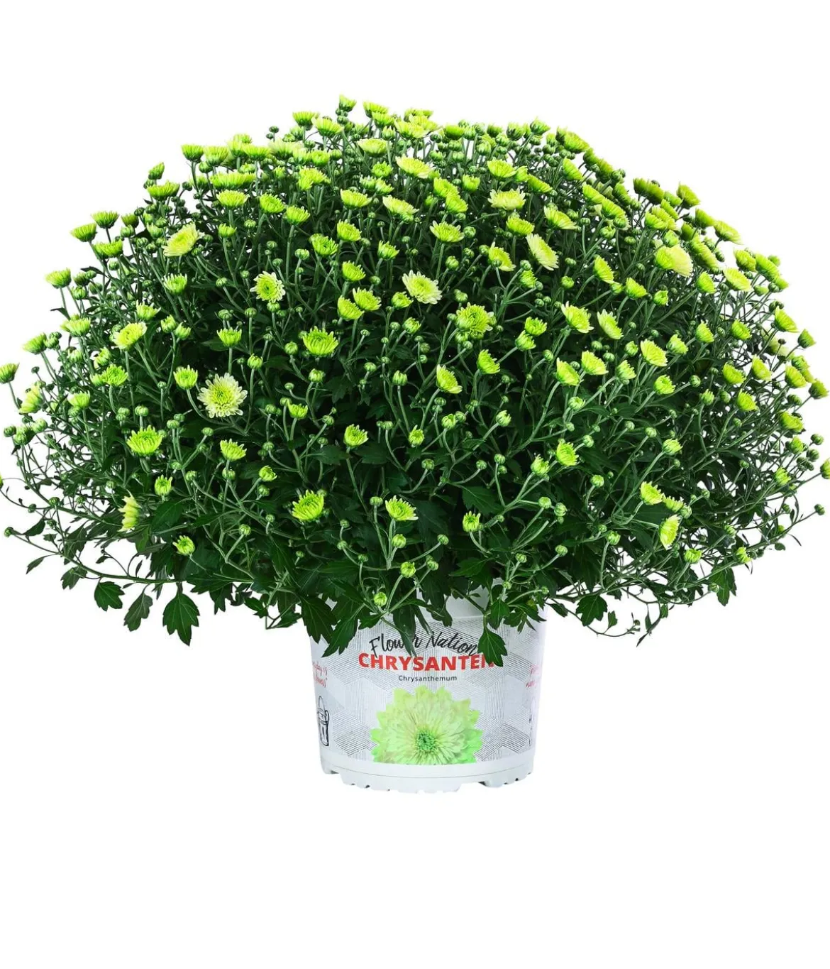 Chrysantheme 'Pistache'