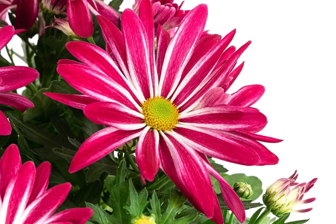 Chrysantheme 'Rainbow Carousel'