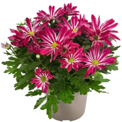 Chrysantheme 'Rainbow Carousel'