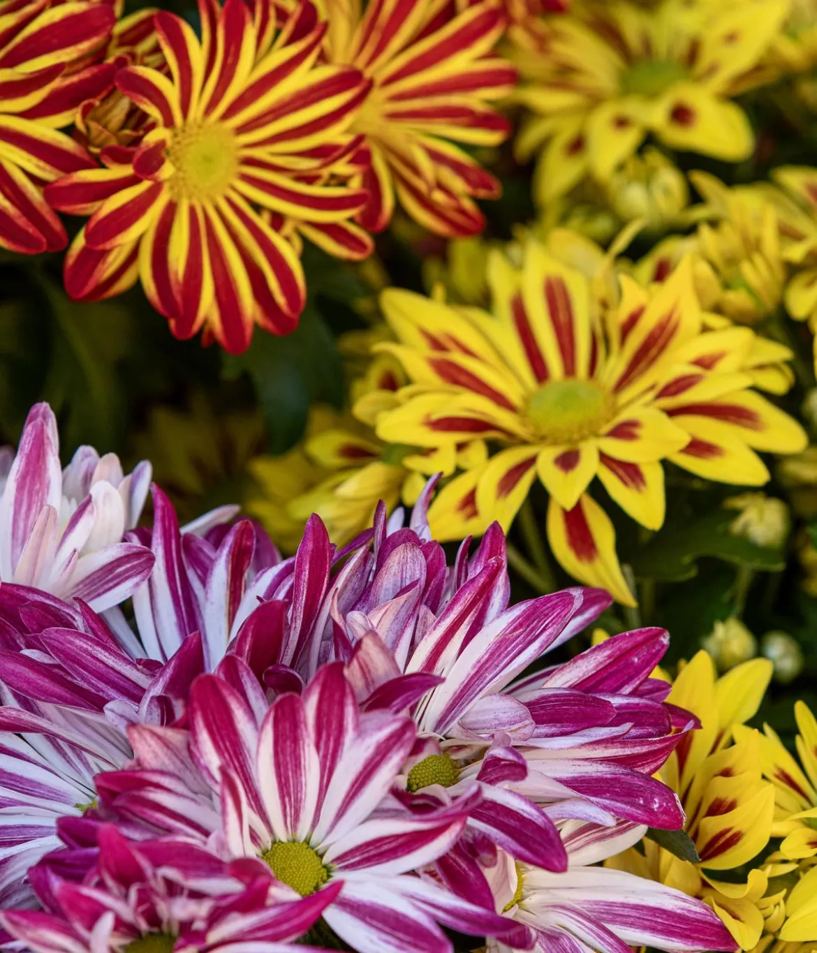 Chrysantheme 'Rainbow Carousel'
