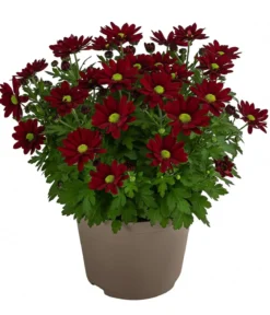 Chrysantheme 'Swifty', ca. 20-30 cm, verschiedene Farben