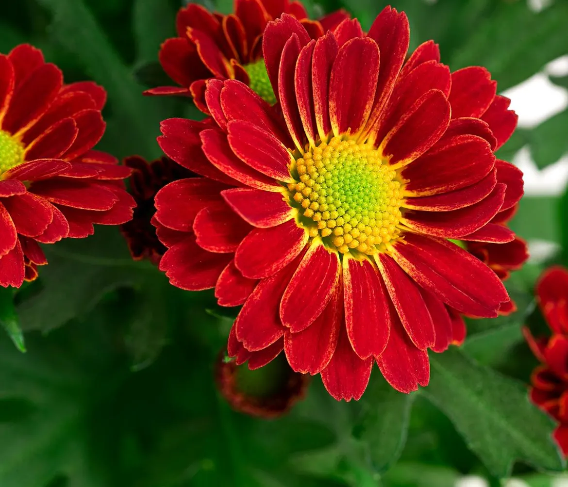 Chrysantheme 'Swifty', ca. 20-30 cm, verschiedene Farben