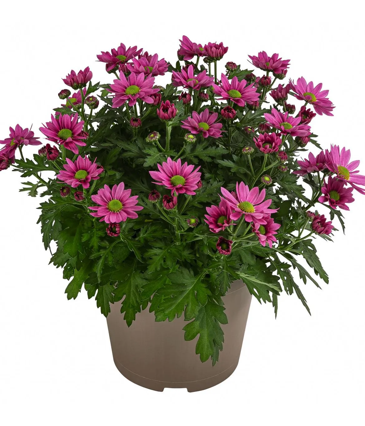 Chrysantheme 'Swifty', ca. 20-30 cm, verschiedene Farben