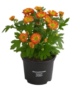Chrysantheme 'Swifty', verschiedene Farben