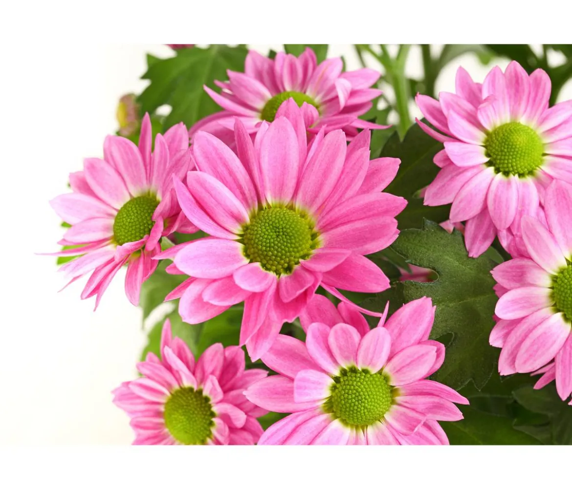 Chrysantheme 'Swifty', verschiedene Farben