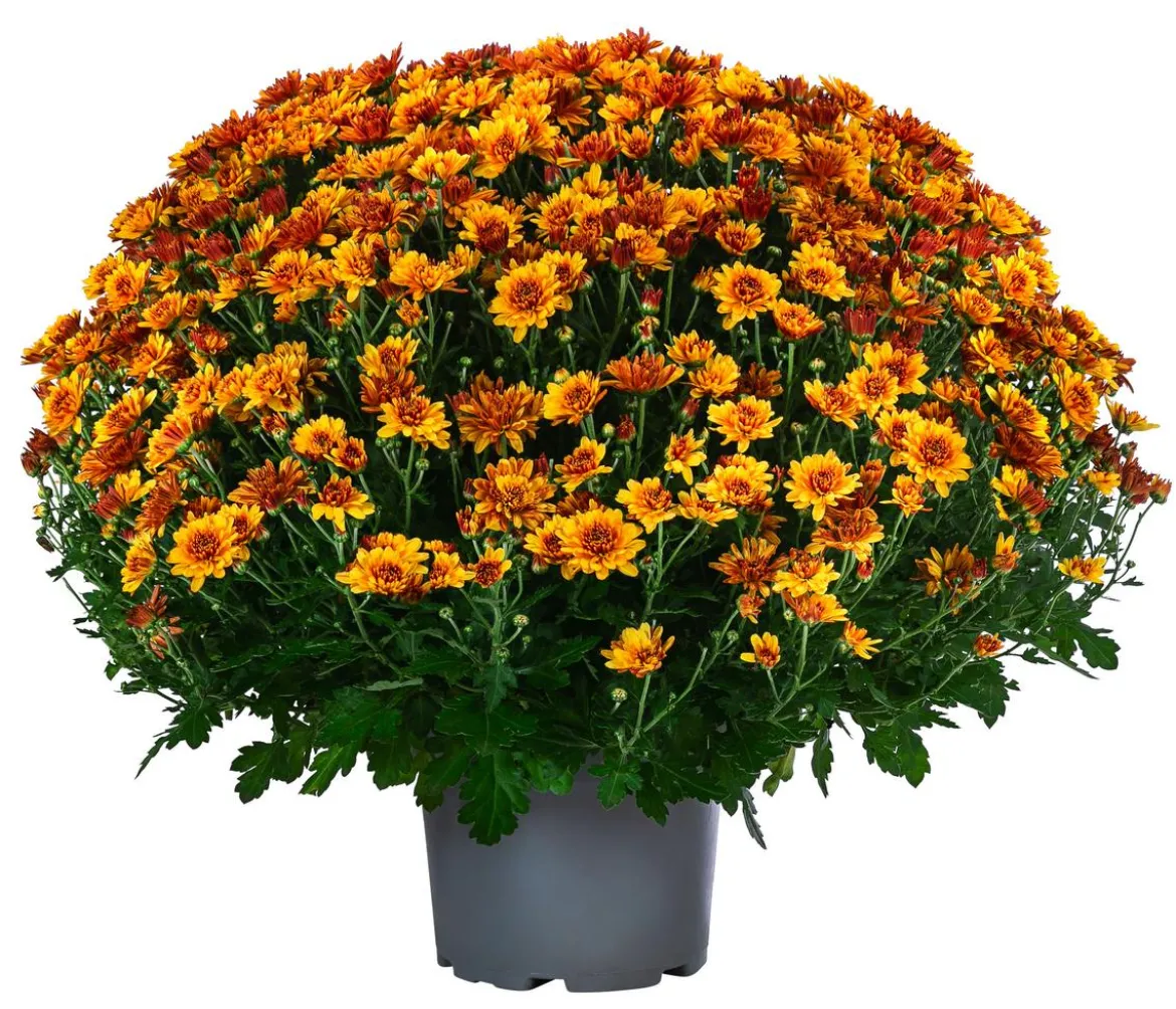 Chrysantheme 'Tocca'