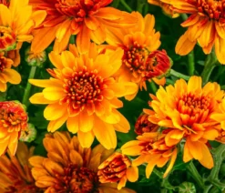 Chrysantheme 'Tocca'