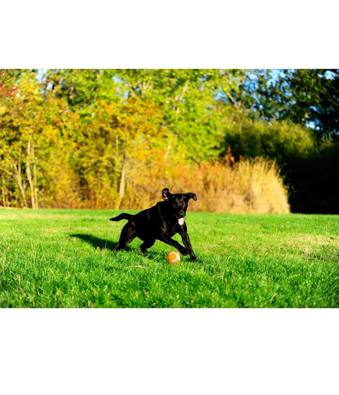 Chuckit!® Hundespielzeug Tennisball