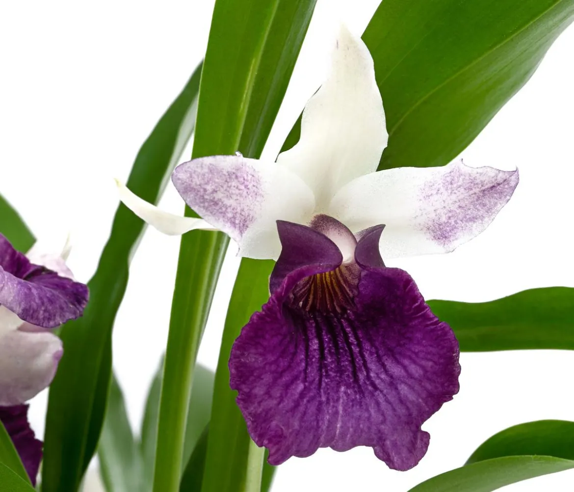 Cochleanthes-Orchidee - Cochleanthes hybride