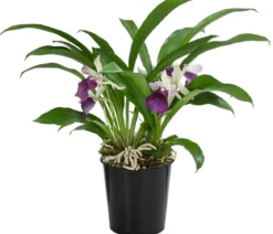 Cochleanthes-Orchidee - Cochleanthes hybride