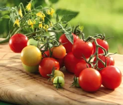 Cocktailtomate, rot