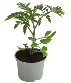 Cocktailtomate, rot