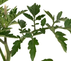 Cocktailtomate, rot