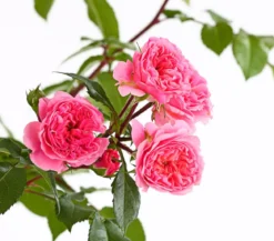 COURTYARD® Kletterrosen
