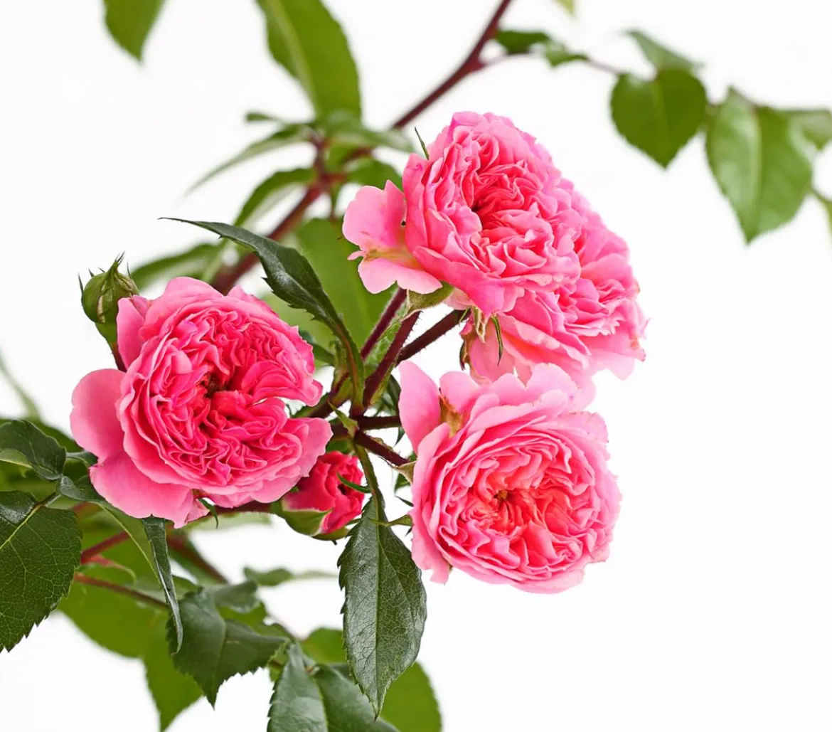 COURTYARD® Kletterrosen
