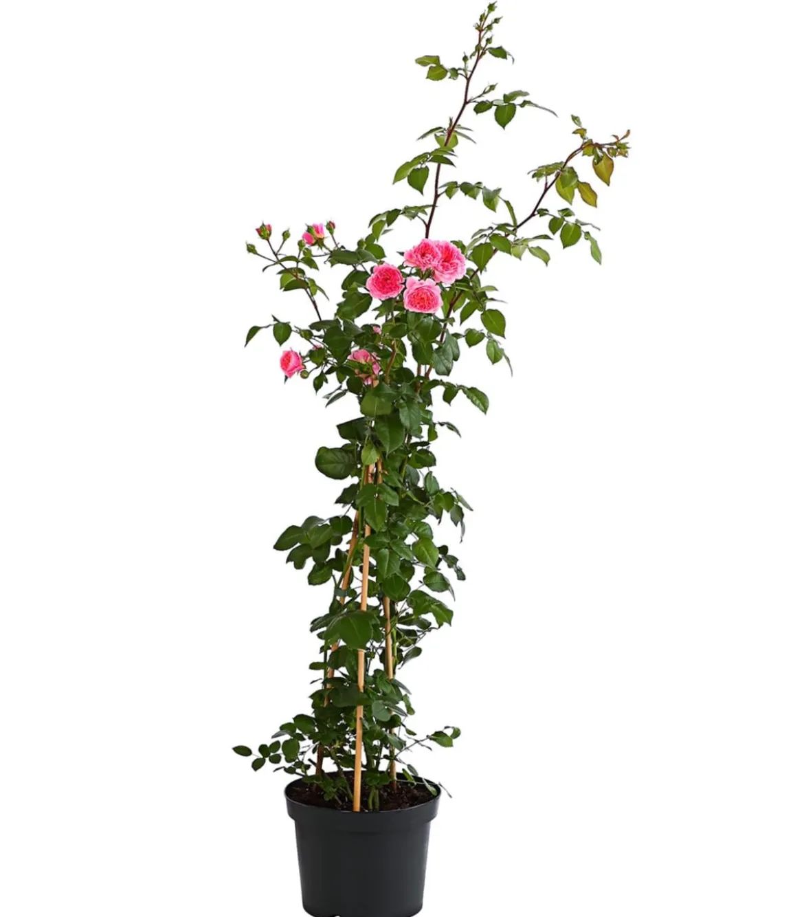 COURTYARD® Kletterrosen