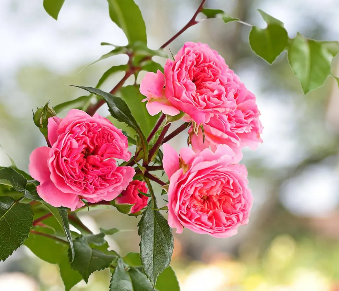 COURTYARD® Kletterrosen