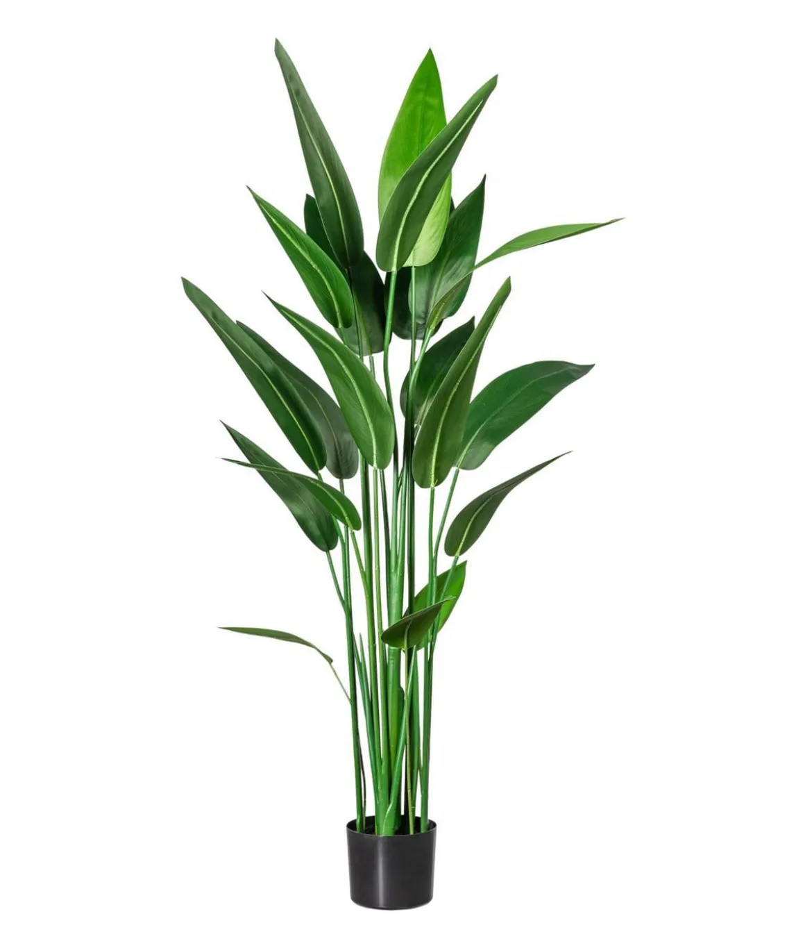 CREATIV green Kunstpflanze Wassercanna, ca. H140 cm