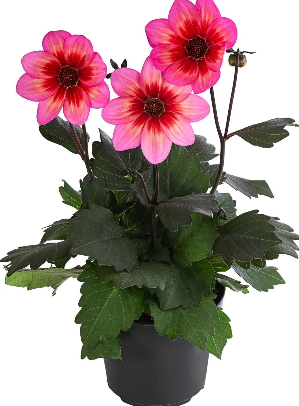 Dahlie 'Dahlegria Tricolore'